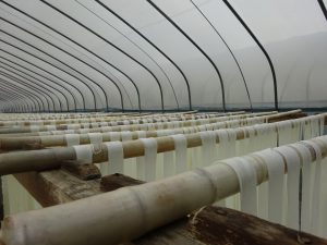 2017年中国のかんぴょう乾燥作業